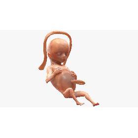 Human Fetus 16 Weeks Rigged 3D